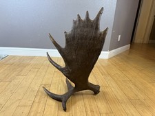 Shiras moose shed for sale  Moscow