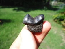 dire wolf for sale dire wolf for sale Tallahassee