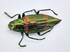 Buprestidae chrysodema swierst gebraucht kaufen  Wadern