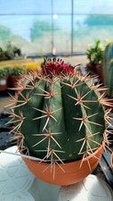 Melocactus bahiensis céphales d'occasion  Expédié en France
