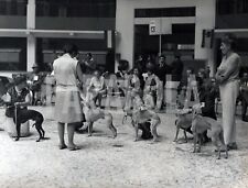 Vintage animali levrieri usato  Roma