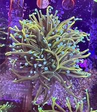 Bbr presents alexa for sale  Oceanside