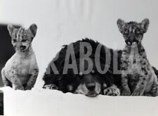 Vintage animali compagnia usato  Roma