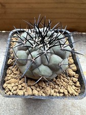 Copiapoa cinerea. own usato  Valdastico