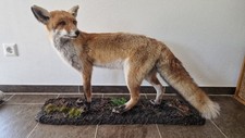 Tierpräparat fuchs präparat gebraucht kaufen  Bibertal