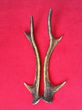 Pair sika deer for sale  DUNDEE