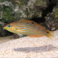 Female melanurus hoeven for sale  Garden City