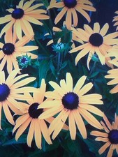 Rudbekia black eyed for sale  SOUTHAMPTON