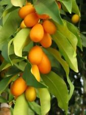 8000817 mini kumquat gebraucht kaufen  Reutlingen
