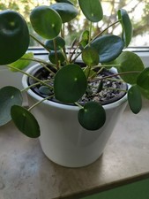 Pilea peperomioides ableger gebraucht kaufen  Baltmannsweiler