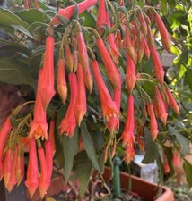Fuchsie bornemanns beste gebraucht kaufen  Springe