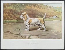 Basset griffon vendéen d'occasion  Limoges-