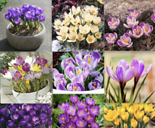 plants saffron for sale plants saffron for sale Goldsboro