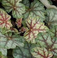 Campanellino viola green usato  Spedire a Italy