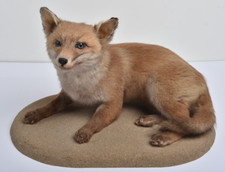 Ancienne taxidermie renardeau d'occasion  Freneuse
