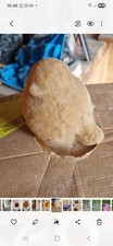 Latex robin mould for sale  BALLYMENA