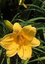 day lilies stella de oro for sale day lilies stella de oro for sale Fairview