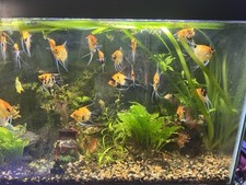 Premium koi angelfish for sale  Pacifica