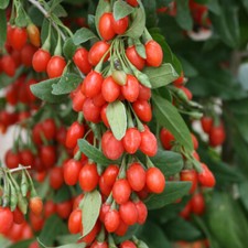 Goji berry jumbo for sale  NOTTINGHAM