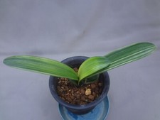Clivia miniata shinkirou d'occasion  Expédié en Belgium