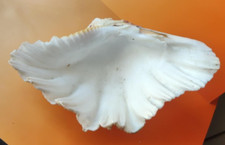 Coquillages d'occasion  Saint-Jory