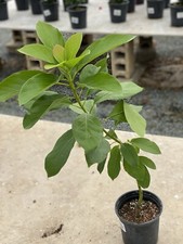 Big seedling avocado for sale  USA