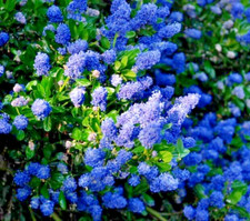 Ceanothus california lilac for sale  Hollister