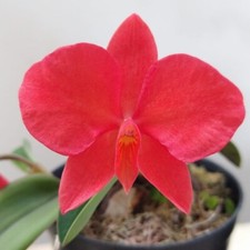 Miniatura orchidea cattleya usato  Spedire a Italy