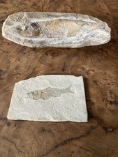 Two authentic fossil d'occasion  Expédié en Belgium