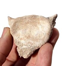 Fossil plesiosaur vertebra for sale  BECCLES