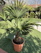 Trachycarpus wagnerianus palm for sale  EPPING