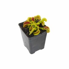 Venus flytrap dente for sale  Terrell