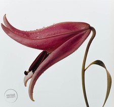 Vtg irving penn for sale  Woodstock