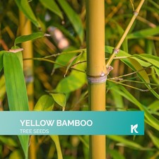 Yellow bamboo seeds for sale  USA