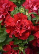 Flower petunia double for sale  WREXHAM