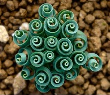 Albuca concordiana spiral d'occasion  Expédié en France