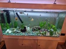 300l full fish for sale  LUTON