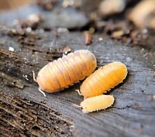 Cubaris isopods anemone for sale  South Milwaukee