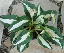 Hosta funkie night gebraucht kaufen  Eberhardzell