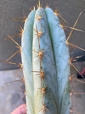 Echinopsis icaros dna for sale  Gilbert