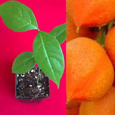 Peanut butter fruit for sale  Jupiter