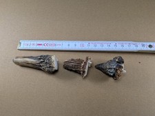 Knopfbock geweihe rehstangen gebraucht kaufen  Langenberg