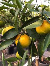 Pianta agrumi sicilia usato  Valmacca