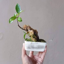 Bonsai tree ficus d'occasion  Expédié en Belgium