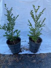 American boxwood shrub for sale  Ivor