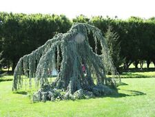 weeping trees for sale weeping trees for sale SOUTHAMPTON