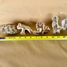 Rare dry corals for sale  El Cajon