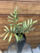 Encephalartos horridus woodii for sale  Santee