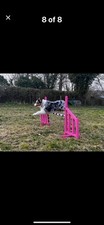 Custom made dog for sale  FROME