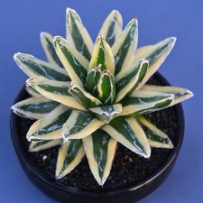 Agave victoriae reginae for sale  PENZANCE